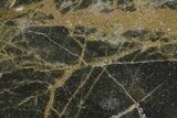 Polished Linella Avis Stromatolite - Million Years #180016-1